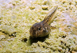 Pulec - Frog larvae by Roman Vyroubal 